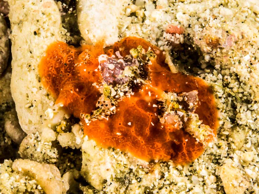 Sclerodoris rubicunda